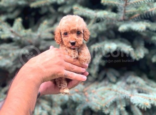 Sağlık Garantili Maltipoo Yavrumuz görsel