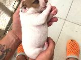Çiftlik Deği̇l Kendi Yavrularımın Yavrusu Jack Russel
