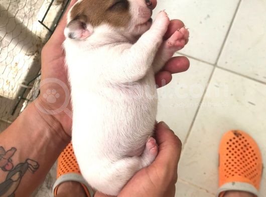 Çiftlik Deği̇l Kendi Yavrularımın Yavrusu Jack Russel görsel