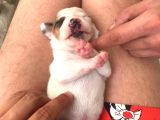 Çiftlik Deği̇l Kendi Yavrularımın Yavrusu Jack Russel