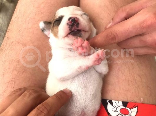 Çiftlik Deği̇l Kendi Yavrularımın Yavrusu Jack Russel görsel