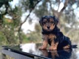 Safkan Yorkshire Terrier Yavru