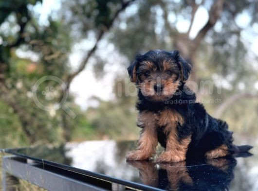 Safkan Yorkshire Terrier Yavru
