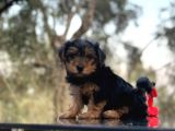 Safkan Yorkshire Terrier Yavru