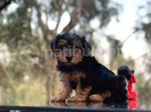 Safkan Yorkshire Terrier Yavru görsel