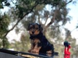 Safkan Yorkshire Terrier Yavru