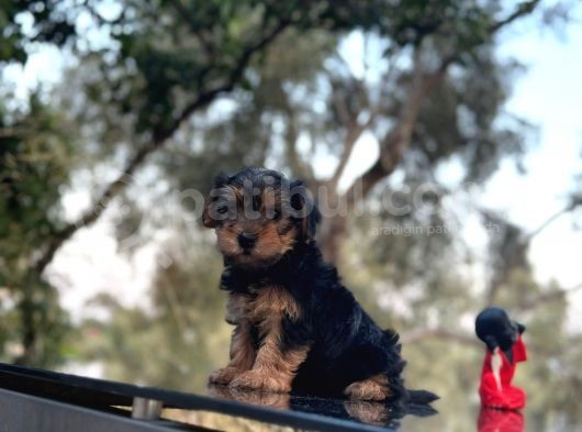 Safkan Yorkshire Terrier Yavru görsel