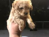 ÜST KALİTE MALTİPOO YAVRULAR