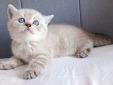 British Shorthair Silver Sevimli Yavrumuz