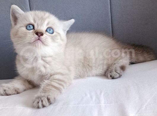 British Shorthair Silver Sevimli Yavrumuz görsel