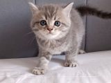 British Shorthair Silver Sevimli Yavrumuz