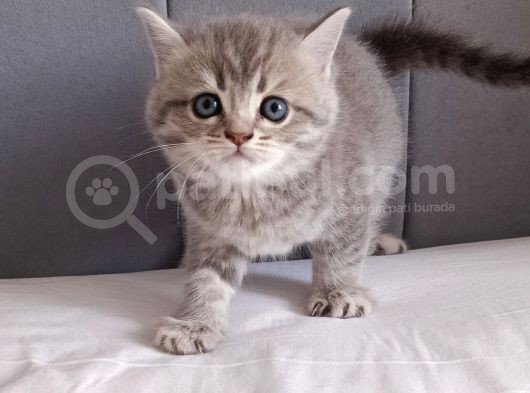 British Shorthair Silver Sevimli Yavrumuz görsel