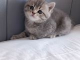 British shorthair silver sevimli yavrumuz