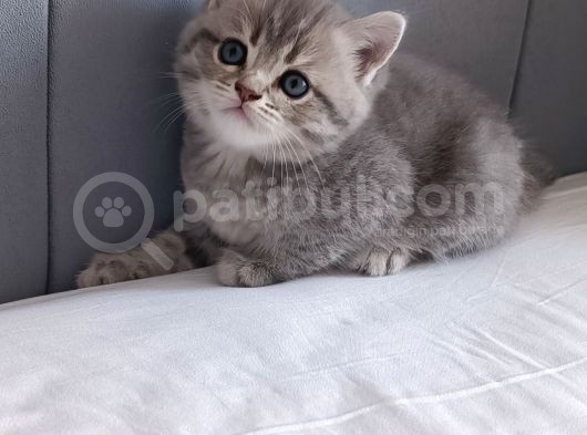 British Shorthair Silver Sevimli Yavrumuz