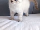 British Shorthair Silver Sevimli Yavrumuz