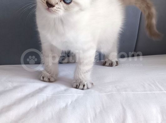 British Shorthair Silver Sevimli Yavrumuz görsel