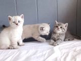 British Shorthair Silver Sevimli Yavrumuz