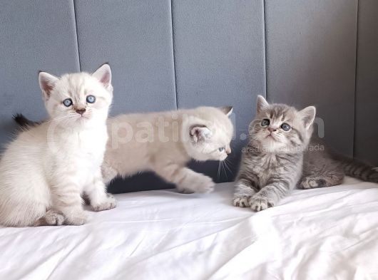British Shorthair Silver Sevimli Yavrumuz görsel