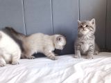 British Shorthair Silver Sevimli Yavrumuz