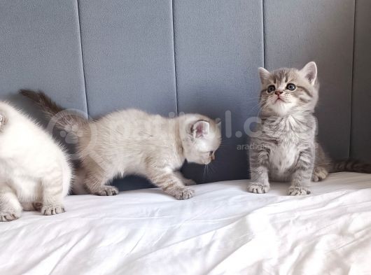 British Shorthair Silver Sevimli Yavrumuz görsel