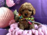 Orjinal Anne Altından Antialerjik Toypoodle Dişi Ve Erkek