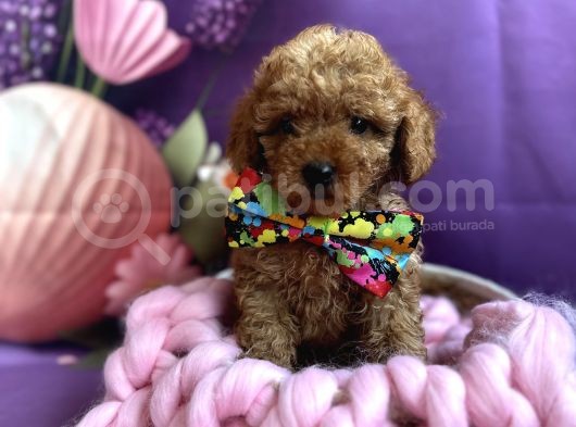Orjinal Anne Altından Antialerjik Toypoodle Dişi Ve Erkek görsel