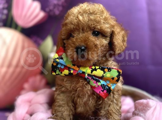 Orjinal Anne Altından Antialerjik Toypoodle Dişi Ve Erkek görsel