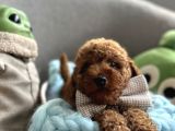 Orjinal Anne Altından Antialerjik Toypoodle Dişi Ve Erkek