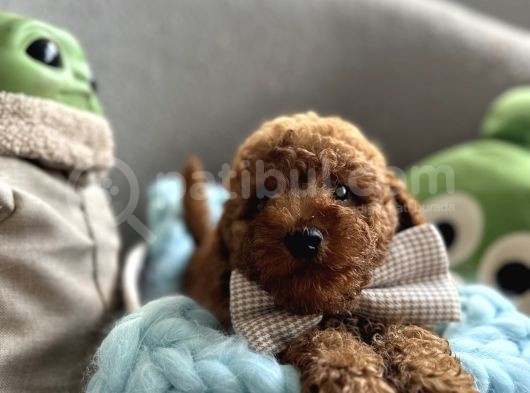 Orjinal Anne Altından Antialerjik Toypoodle Dişi Ve Erkek görsel