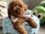 Orjinal anne altından antialerjik toypoodle dişi ve erkek
