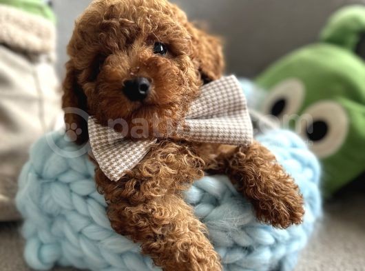 Orjinal Anne Altından Antialerjik Toypoodle Dişi Ve Erkek