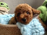 Orjinal Anne Altından Antialerjik Toypoodle Dişi Ve Erkek