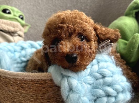 Orjinal Anne Altından Antialerjik Toypoodle Dişi Ve Erkek görsel