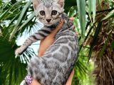 Orjinal Bengal Silver Yavrular