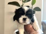 Shih Tzu Scr Li Tüm Aşıları Yapıldı A Kalite Tüm İllere Gönderim Mevcuttur Avrupa