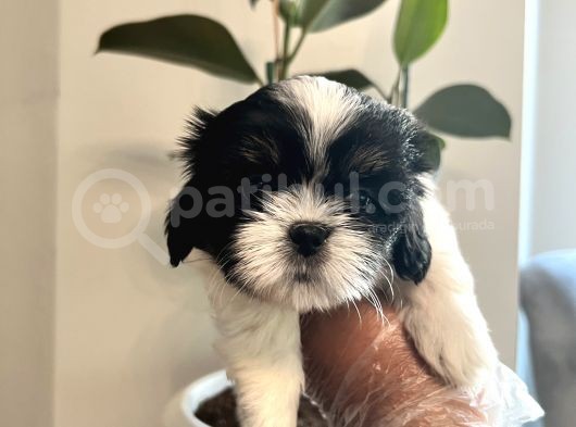 Shih Tzu Scr Li Tüm Aşıları Yapıldı A Kalite Tüm İllere Gönderim Mevcuttur Avrupa görsel