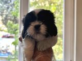 Shih Tzu Scr Li Tüm Aşıları Yapıldı A Kalite Tüm İllere Gönderim Mevcuttur Avrupa