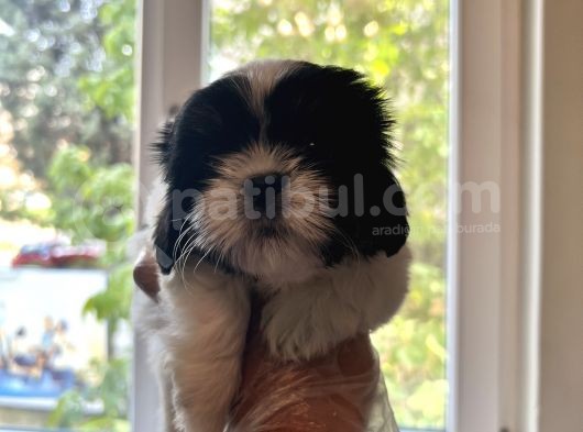 Shih Tzu Scr Li Tüm Aşıları Yapıldı A Kalite Tüm İllere Gönderim Mevcuttur Avrupa görsel