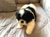 Shih Tzu SCR li Tüm Aşıları Yapıldı A Kalite Tüm İllere Gönderim Mevcuttur Avrupa