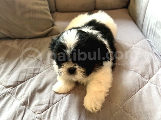 Shih Tzu Scr Li Tüm Aşıları Yapıldı A Kalite Tüm İllere Gönderim Mevcuttur Avrupa