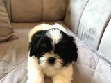 Shih Tzu Scr Li Tüm Aşıları Yapıldı A Kalite Tüm İllere Gönderim Mevcuttur