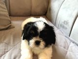 Shih Tzu Scr Li Tüm Aşıları Yapıldı A Kalite Tüm İllere Gönderim Mevcuttur