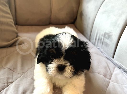 Shih Tzu Scr Li Tüm Aşıları Yapıldı A Kalite Tüm İllere Gönderim Mevcuttur görsel