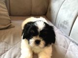 Shih Tzu Scr Li Tüm Aşıları Yapıldı A Kalite Tüm İllere Gönderim Mevcuttur