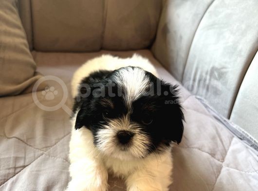 Shih Tzu Scr Li Tüm Aşıları Yapıldı A Kalite Tüm İllere Gönderim Mevcuttur görsel