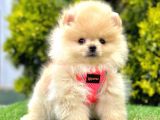 Safkan Pomeranian Boo Yavrularımız
