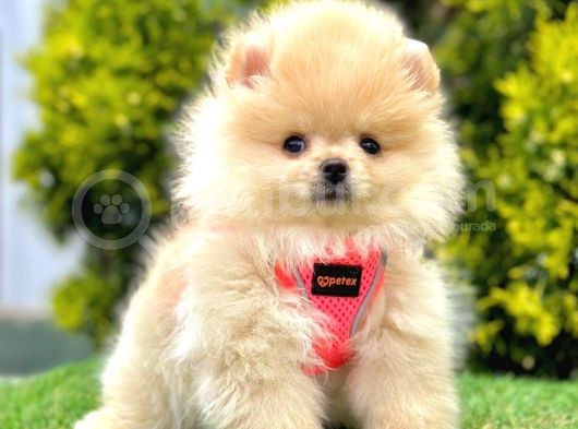 Safkan Pomeranian Boo Yavrularımız görsel