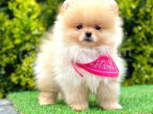 Safkan Pomeranian Boo Yavrularımız görsel