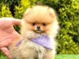 Safkan Pomeranian Boo Yavrularımız