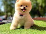 Safkan Pomeranian Boo Yavrularımız